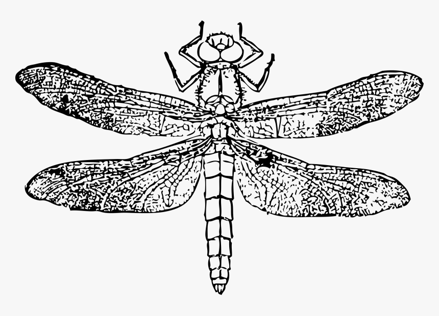 Dragon Fly Clip Arts - Insect Helicopter Clipart Black And White, HD Png Download, Free Download