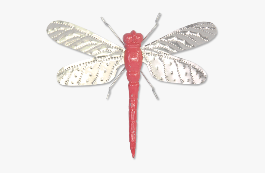 Dragonfly, HD Png Download, Free Download