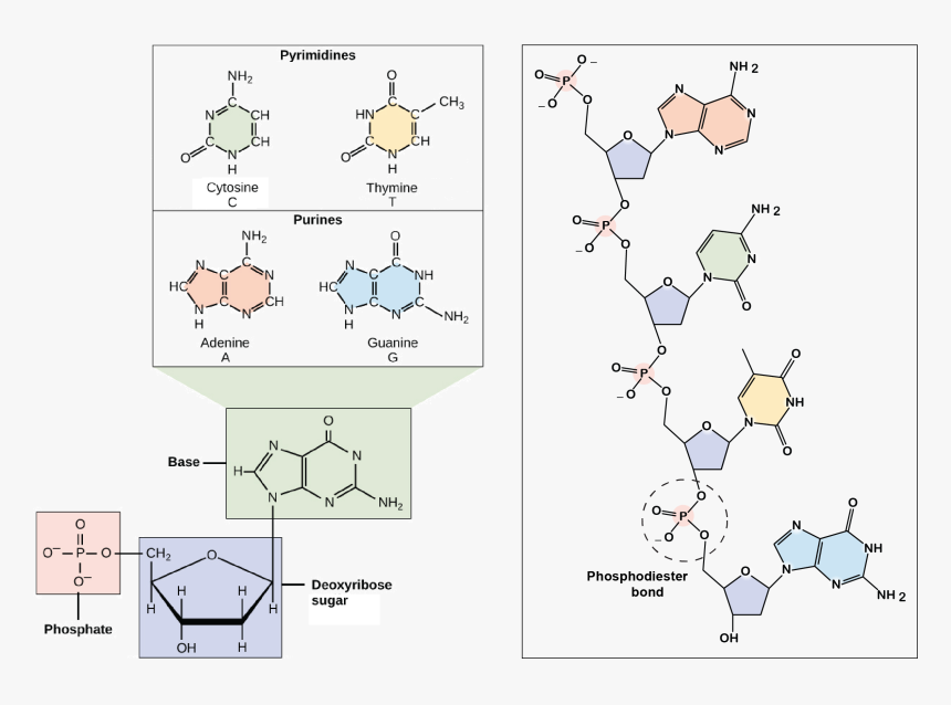 Dna Structure Bases, HD Png Download, Free Download