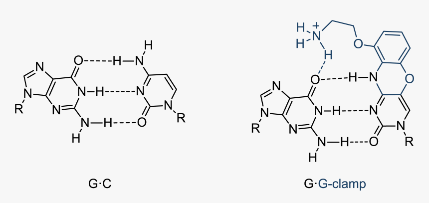 Union De Nucleotido Adenina Y Timina, HD Png Download, Free Download