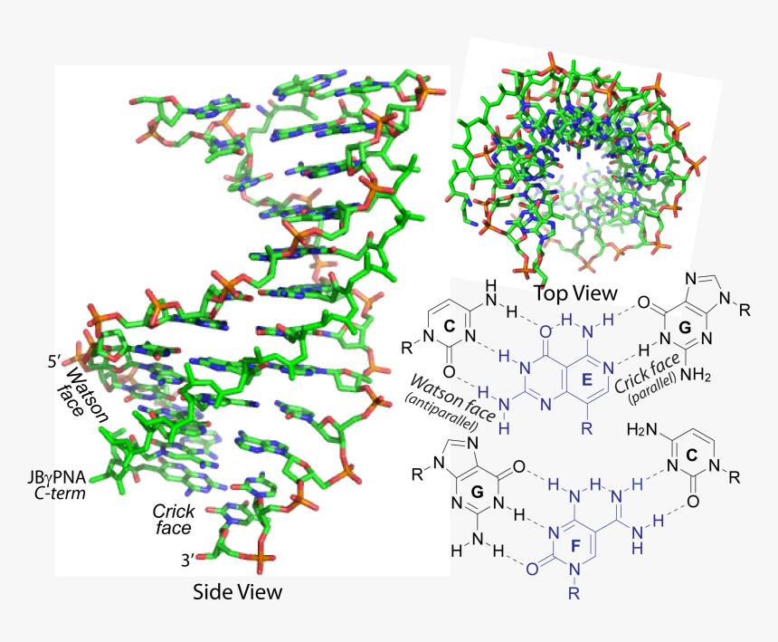 Pna Can Invade Double Helical Dna And Rna - Graphic Design, HD Png Download, Free Download