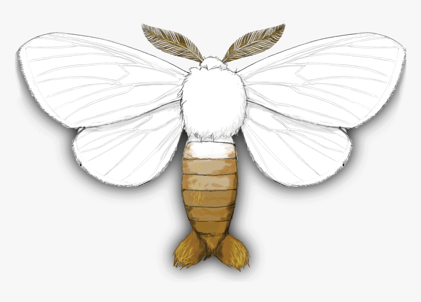 Lycaenid , Png Download - Brown Tail Moth, Transparent Png, Free Download