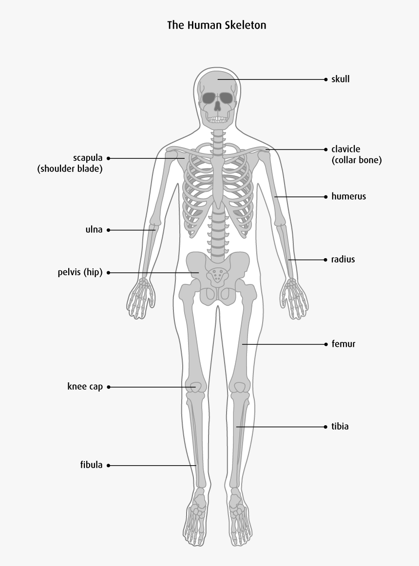 Thumb Image - Bone Types Structure, HD Png Download, Free Download