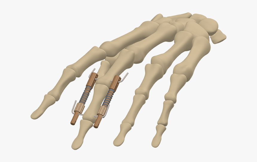 Clip Art Skelton Fingers - Mannequin, HD Png Download, Free Download