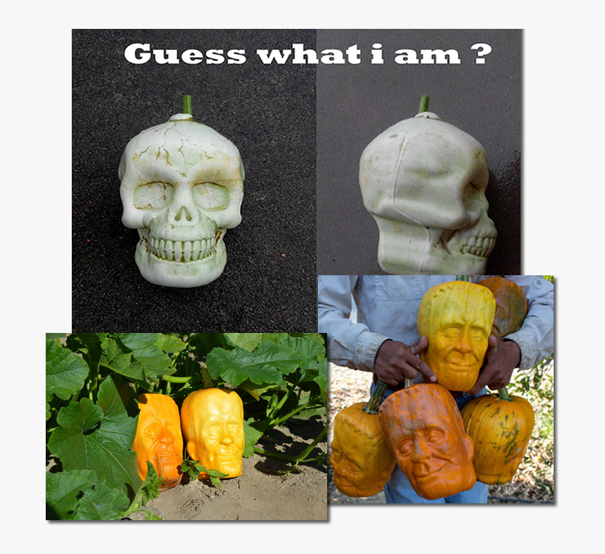 Guess What I Am - Fruit Grown In Molds, HD Png Download, Free Download