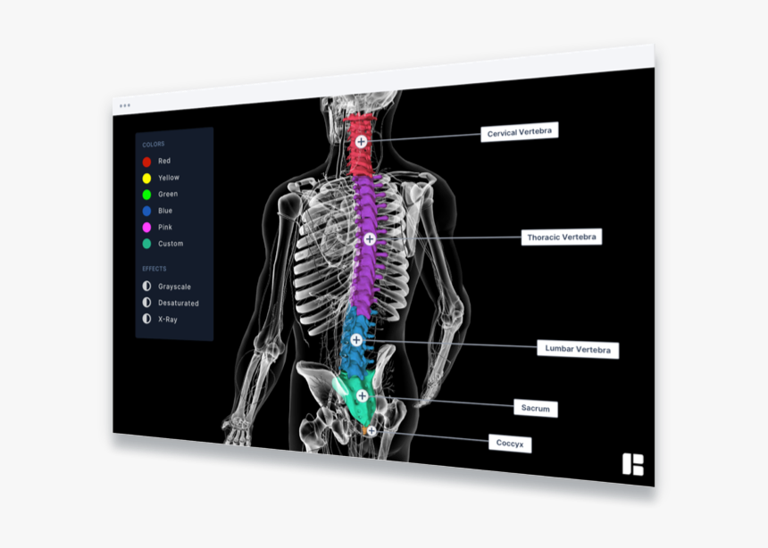 Transparent Ray Of Light Clipart - Skeleton, HD Png Download, Free Download