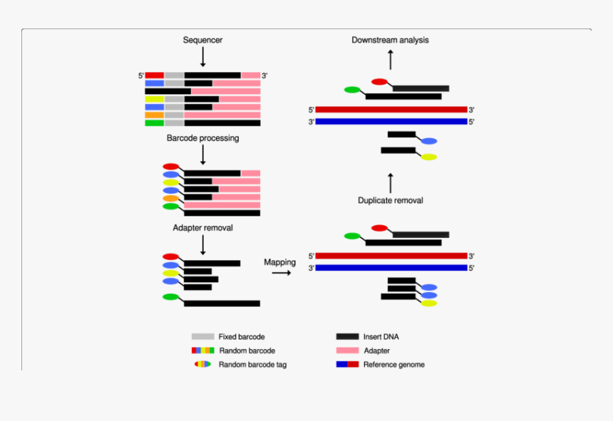 Overview Of The Q Nexus Preprocessing Workflow - Barcodes Mapping To Reference Genome, HD Png Download, Free Download