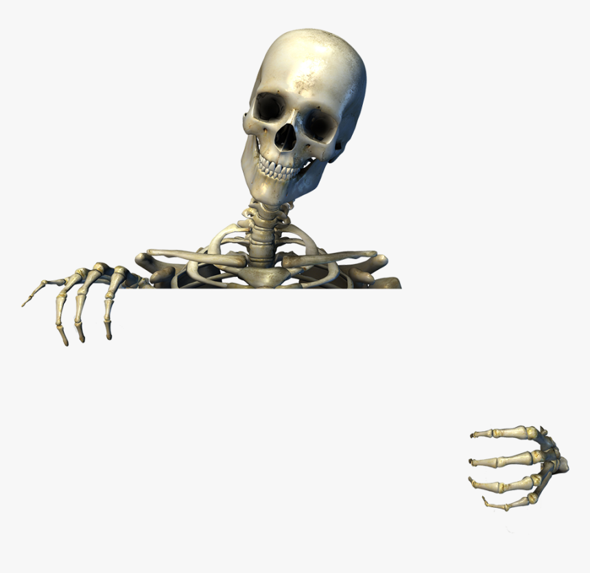 Many Bones Are There In Your Body, HD Png Download, Free Download