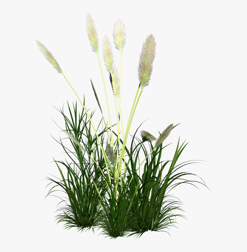 Ornament Grass Reed Icon Free Frame Clipart - Cynodon Dactylon Juice, HD Png Download, Free Download