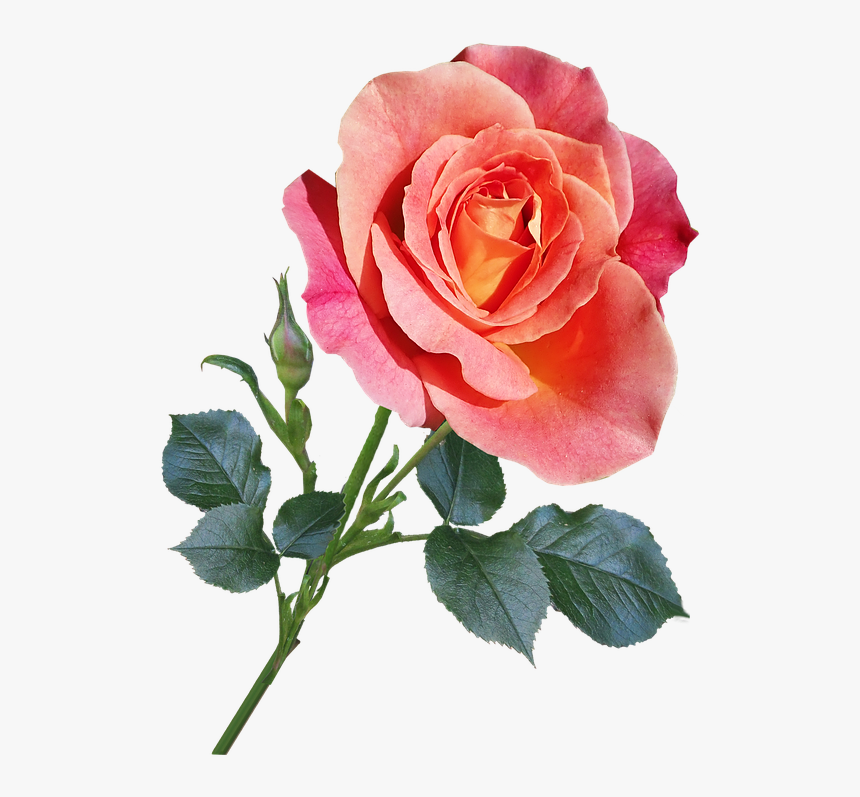 Rose, Flower, Stem, Garden, Nature - Transparent Long Stem Roses, HD Png Download, Free Download