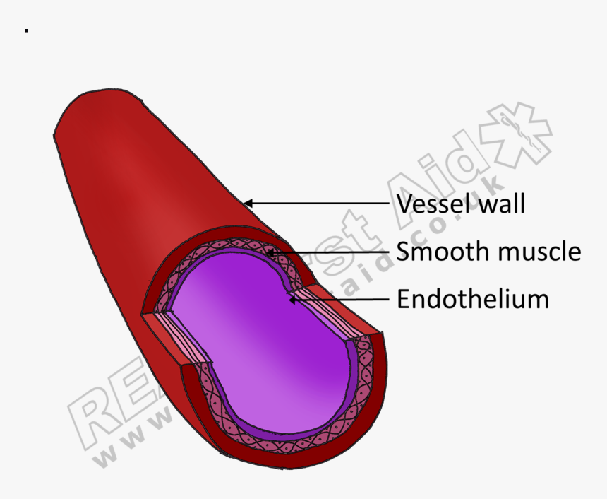 A Healthy Blood Vessel - Graphics, HD Png Download, Free Download