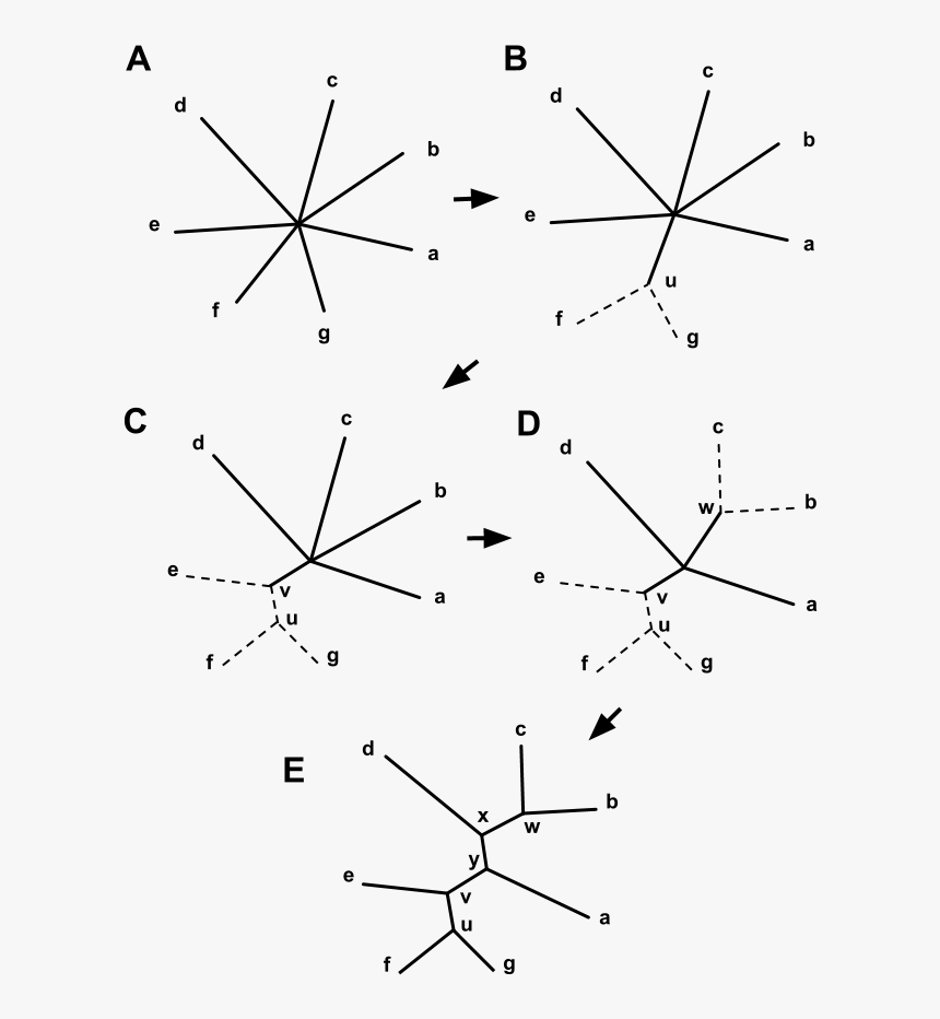 Neighbor-joining 7 Taxa Start To Finish - Neighbor Joining, HD Png Download, Free Download