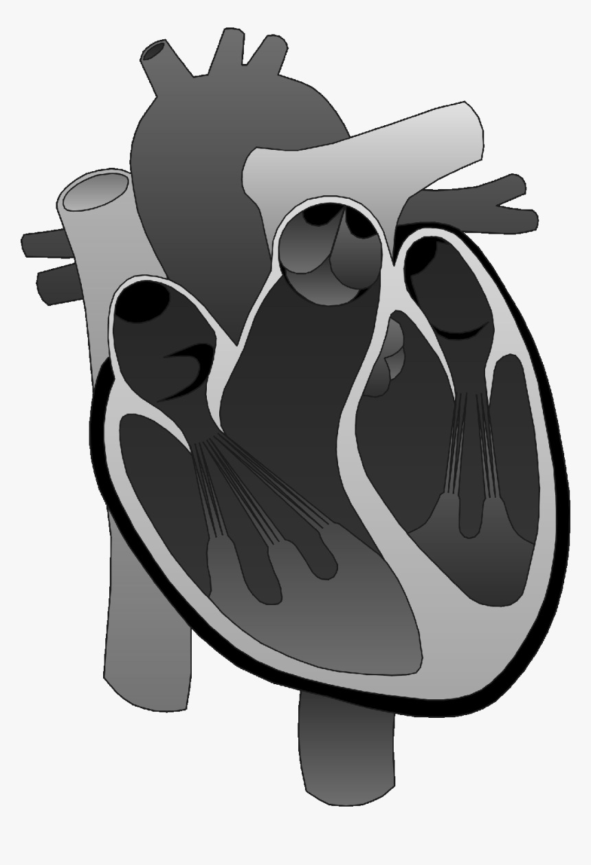 Unlabeled Heart Diagram Hd Png Download Kindpng