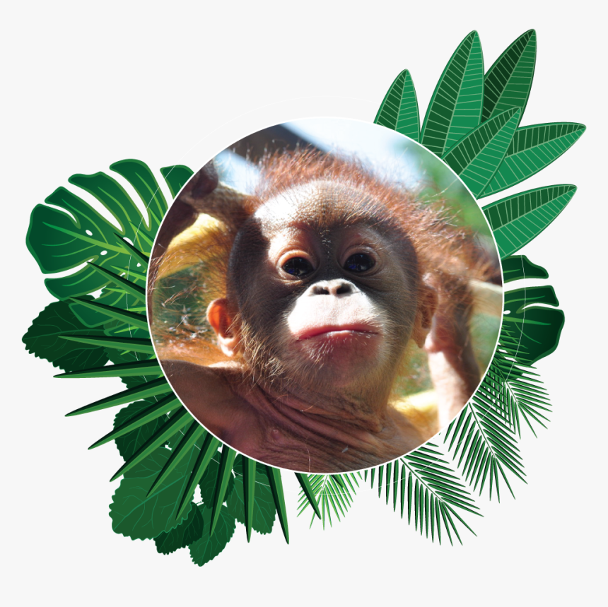 Popi The Orangutan Aware Environmental Adventure Of - Poppi The Orangutan, HD Png Download, Free Download