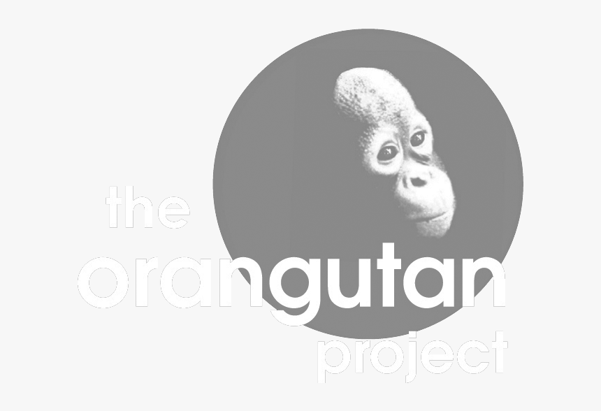 Australian Orangutan Project, HD Png Download, Free Download
