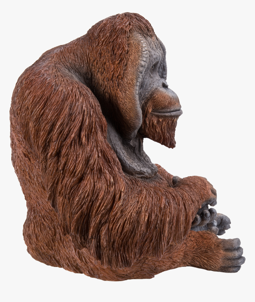 Orangutan Png, Transparent Png, Free Download