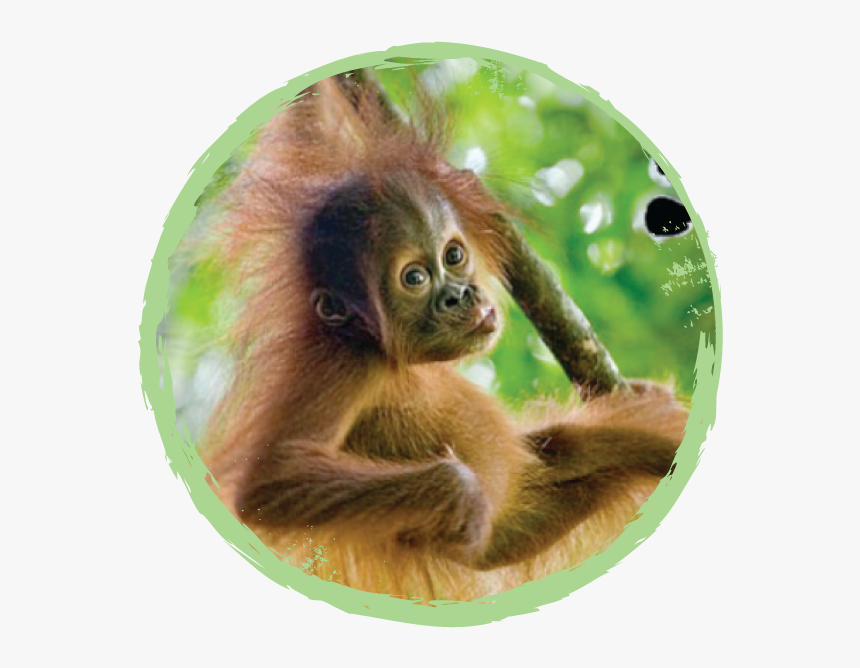 Baby Orangutan In The Wild, HD Png Download, Free Download