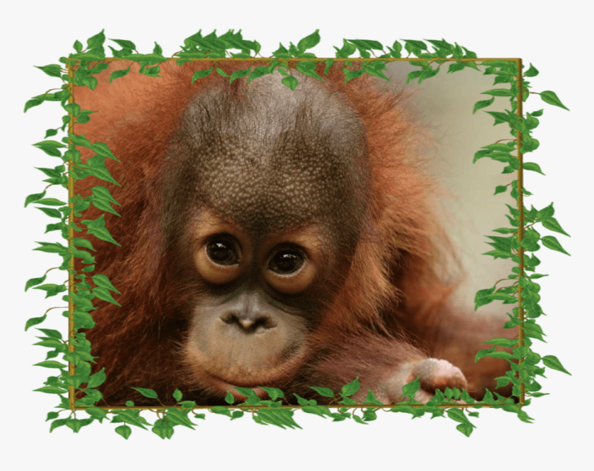 Peanut The Orangutan, HD Png Download, Free Download