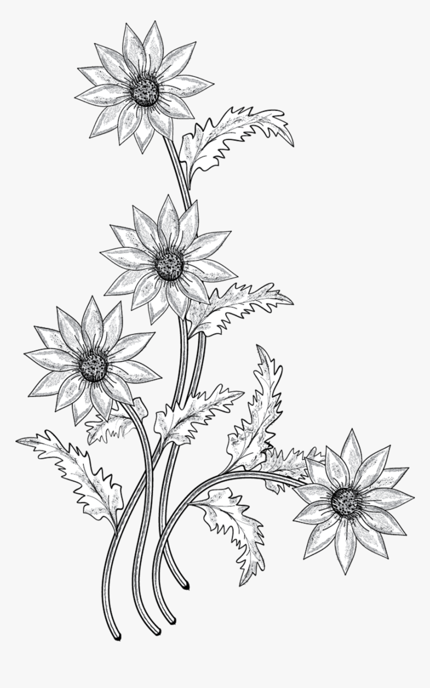 Flower Drawing Clip Art - White Png Flower Drawing, Transparent Png, Free Download