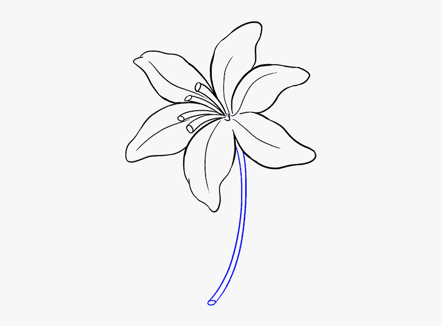 Lily Flower Drawing Easy, HD Png Download, Free Download