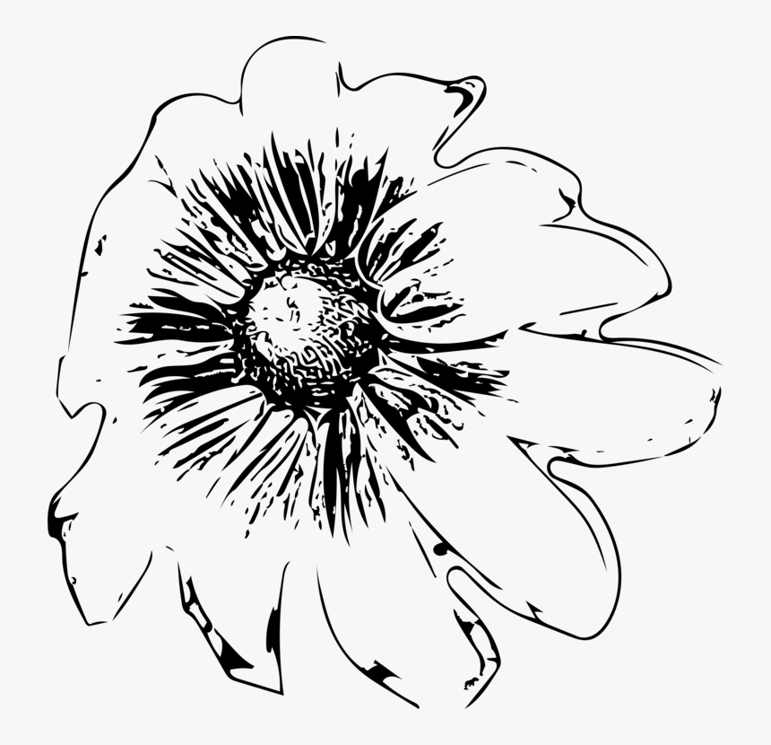 Symmetry,monochrome Photography,petal - Sunflower, HD Png Download, Free Download