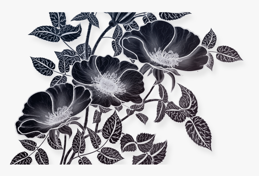 Flowers Drawing Illustration, Png File Vectors Pinterest - Flowers, Transparent Png, Free Download
