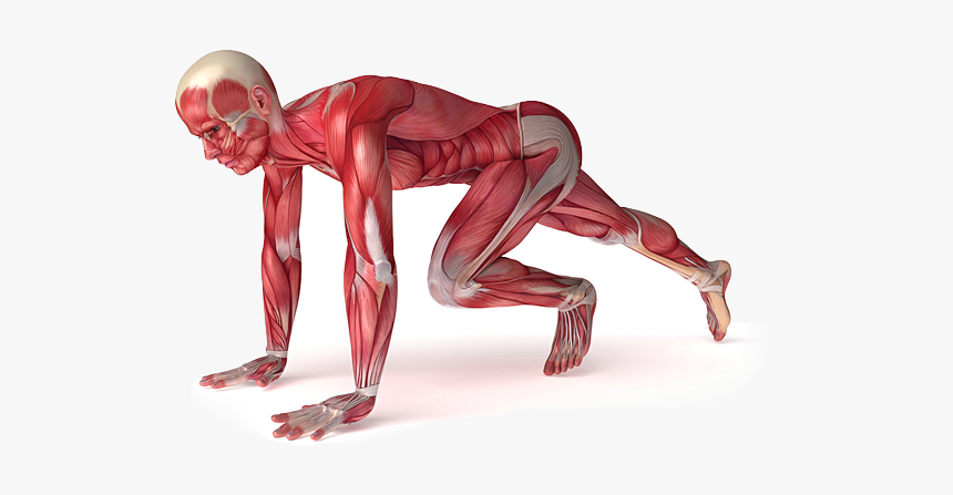 Image - Athletic Therapy, HD Png Download, Free Download