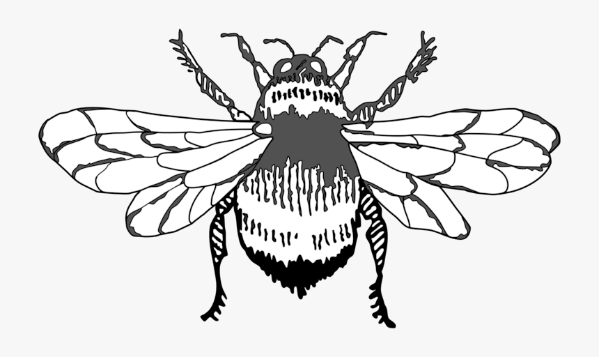 Bumble Bee Graphic Art Icon Design Illustration Vector - House Fly, HD Png Download, Free Download