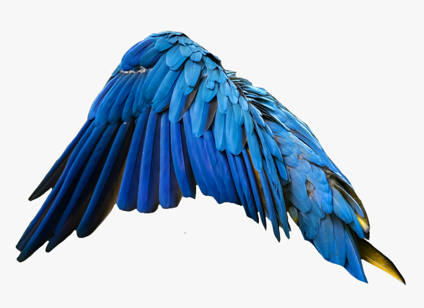 #blue #wing #wingsofanangel #wings #feathers - Blue Angel Wings Png, Transparent Png, Free Download