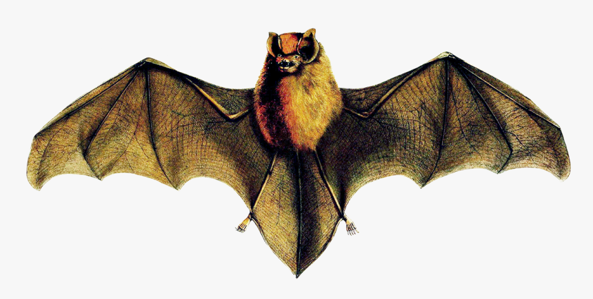 Natalus Stramineus Bat - Cuban Greater Funnel Eared Bat Drawing, HD Png Download, Free Download