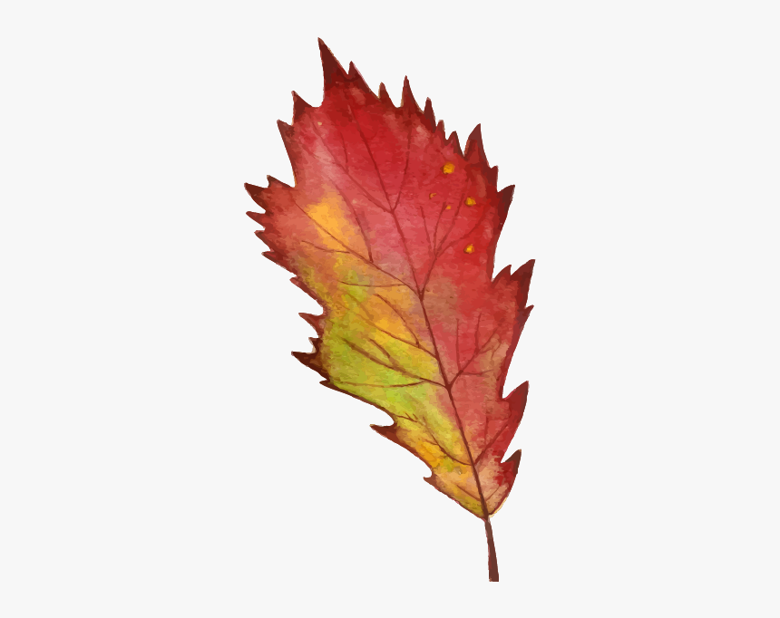 Maple Leaf, HD Png Download, Free Download