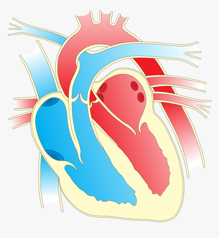 Heart Diagram - Heart Diagram Clip Art, HD Png Download, Free Download