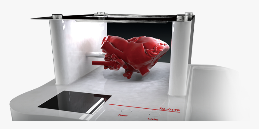 Made To Order Heart & Organ Model - Table, HD Png Download, Free Download