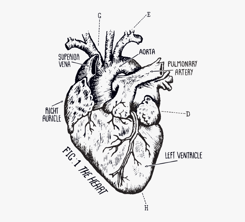 Biological Heart Drawing, HD Png Download, Free Download