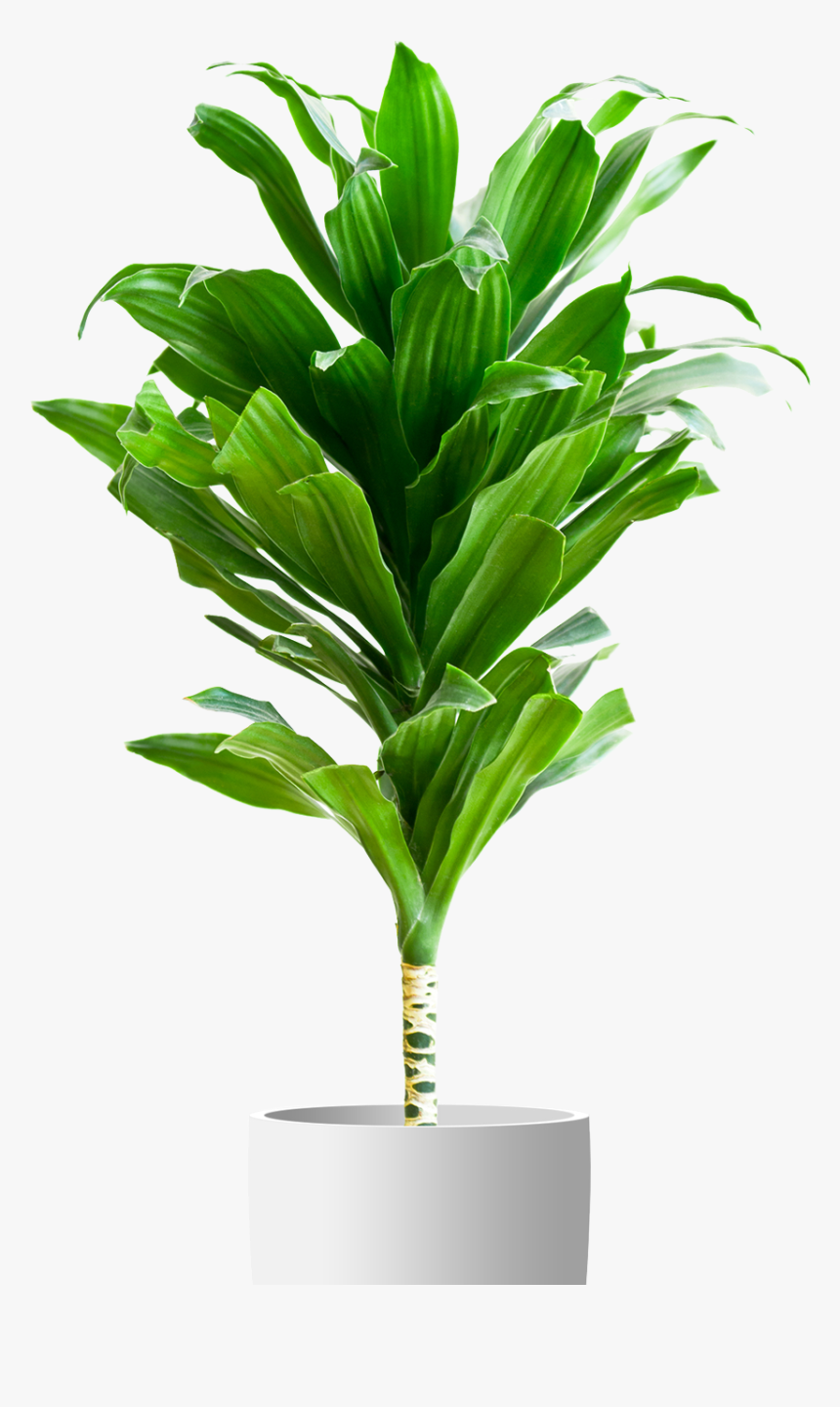 Potted Plant White Background, HD Png Download, Free Download