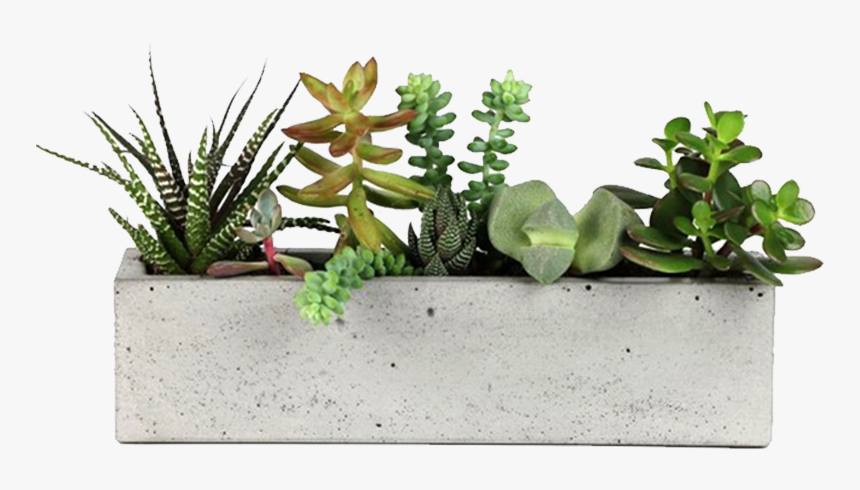 Concrete Planter - Concrete Planter With Succulents, HD Png Download, Free Download