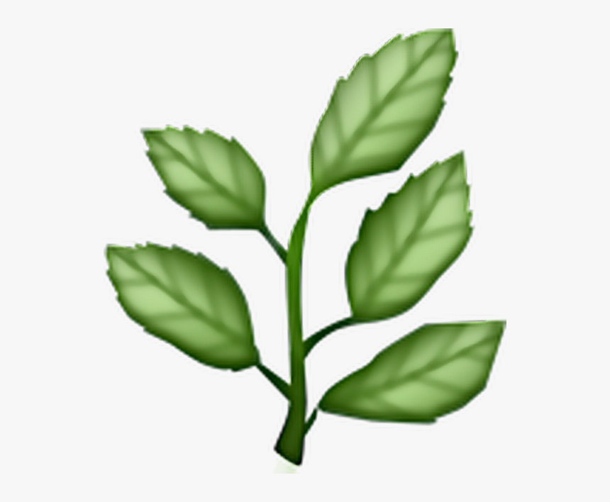 Leaf Plant Green Aesthetic - Herb Emoji Png, Transparent Png, Free Download