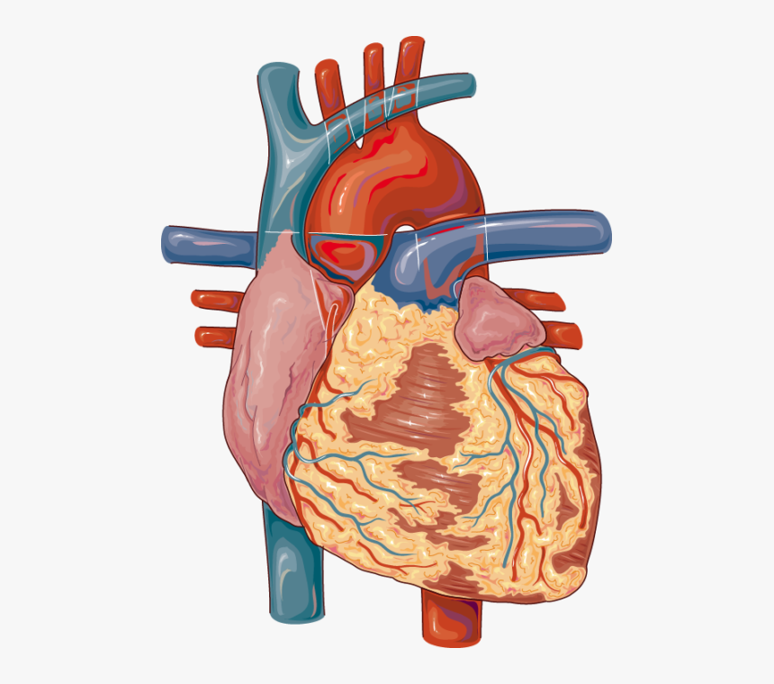 Lymph Nodes In The Heart, HD Png Download, Free Download