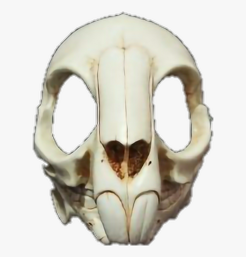 #rabbit #skull #death #mask #skullmask - Rabbit Skull Png, Transparent Png, Free Download