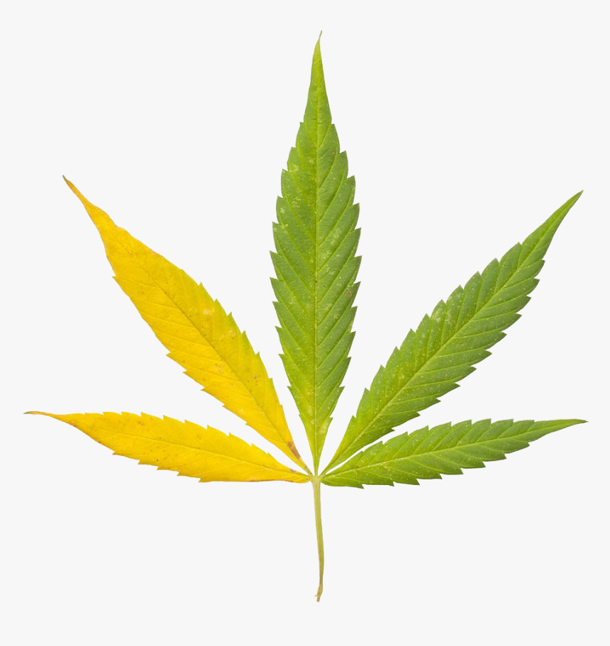 Marijuana Clipart Hemp - Transparent Background Cannabis Leaf, HD Png Download, Free Download