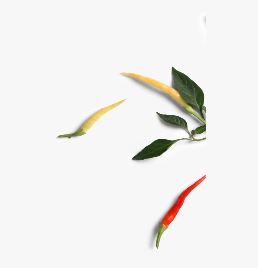 Bird's Eye Chili, HD Png Download, Free Download