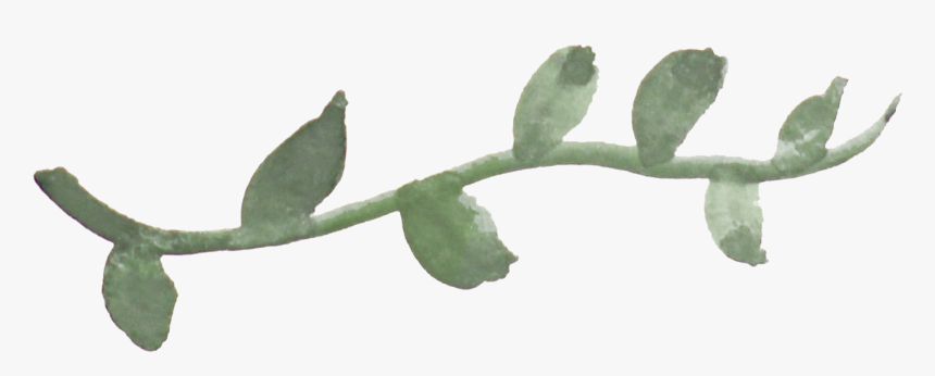 Thorn Vine Png, Transparent Png, Free Download