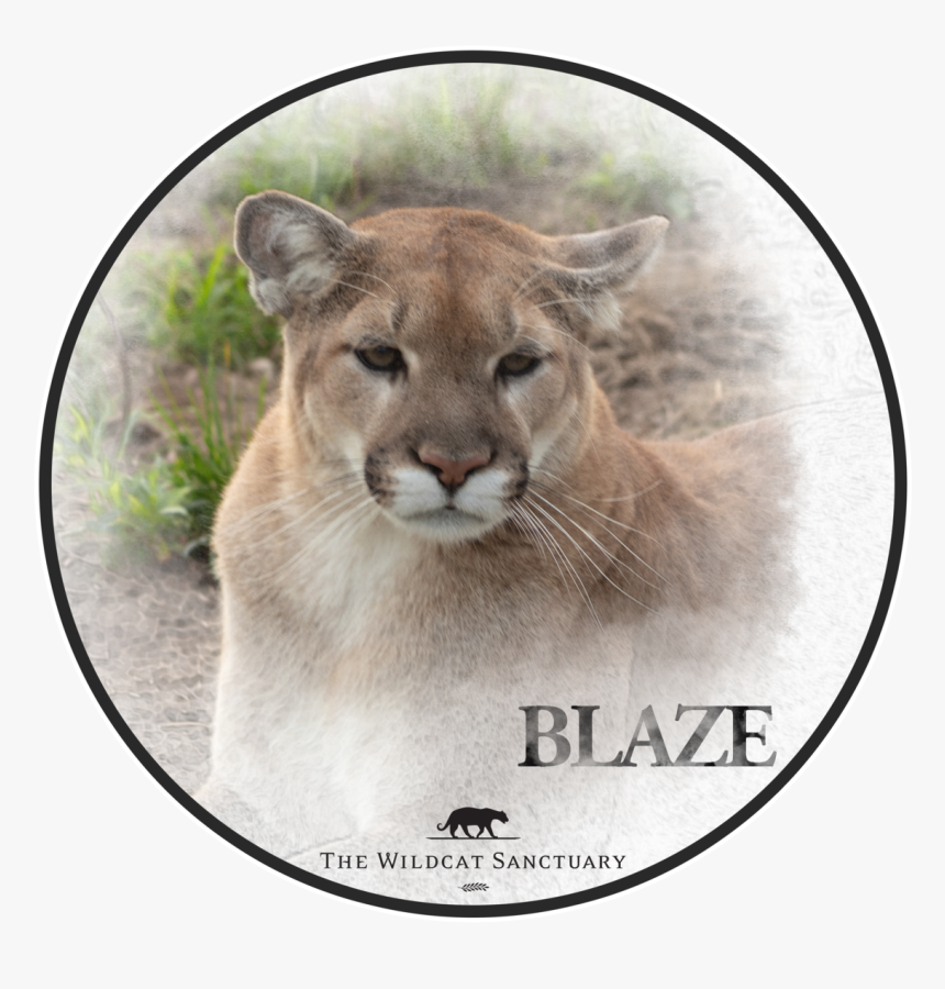 Blaze The Cat Png, Transparent Png, Free Download