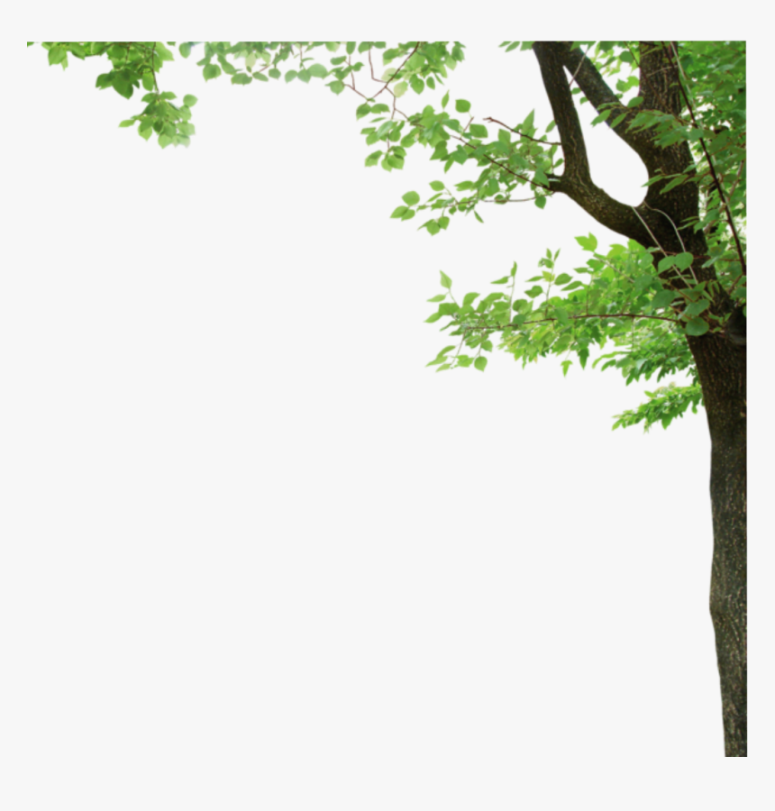 #ftestickers #tree #border, HD Png Download, Free Download