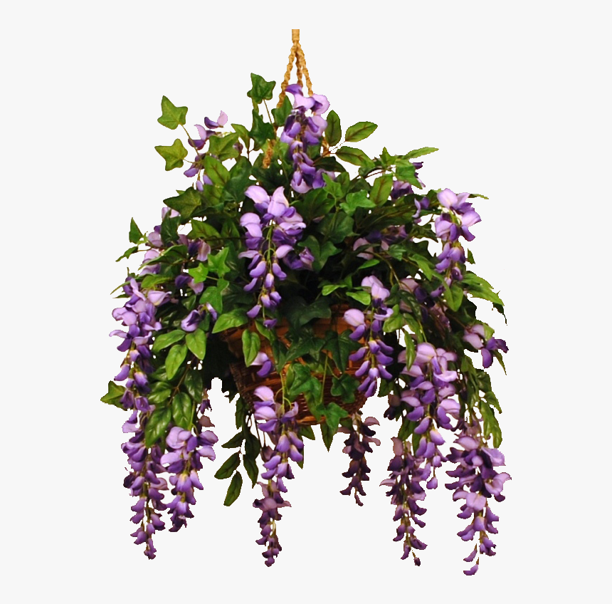 Photo Wisteriaviolet - Wisteria, HD Png Download, Free Download