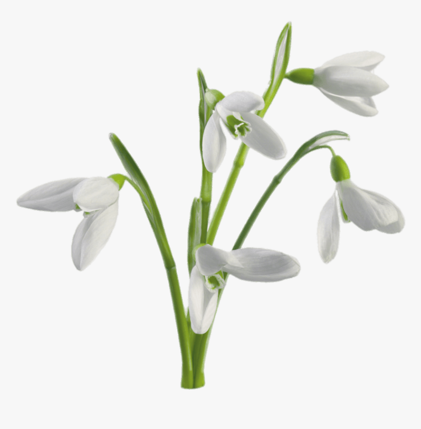 Multiple Snowdrops Flowers, HD Png Download, Free Download