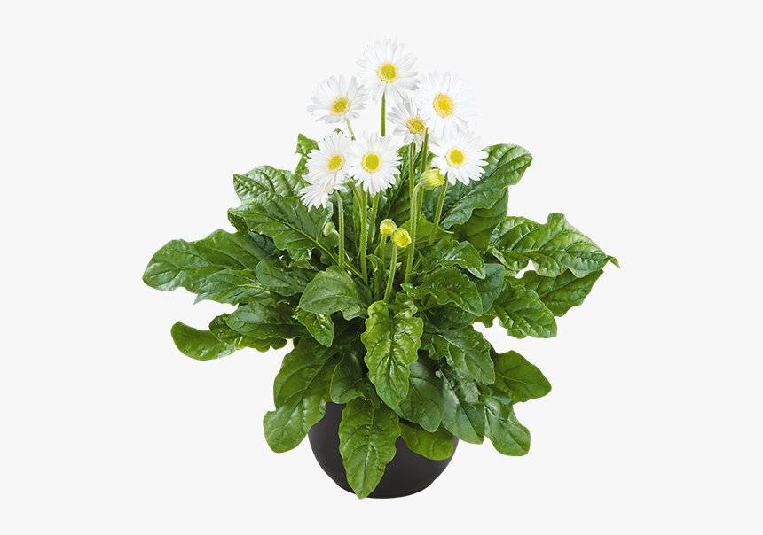 Hanging Flowers Png, Transparent Png, Free Download