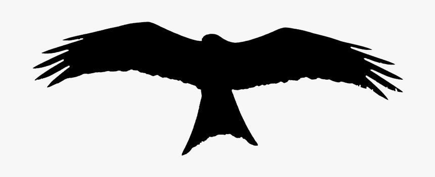 Silhouette, Animal, Bird, Bird Of Prey, Raptor, Shadow, HD Png Download, Free Download