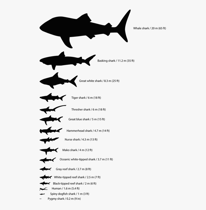 Shark Silhouette Png, Transparent Png, Free Download