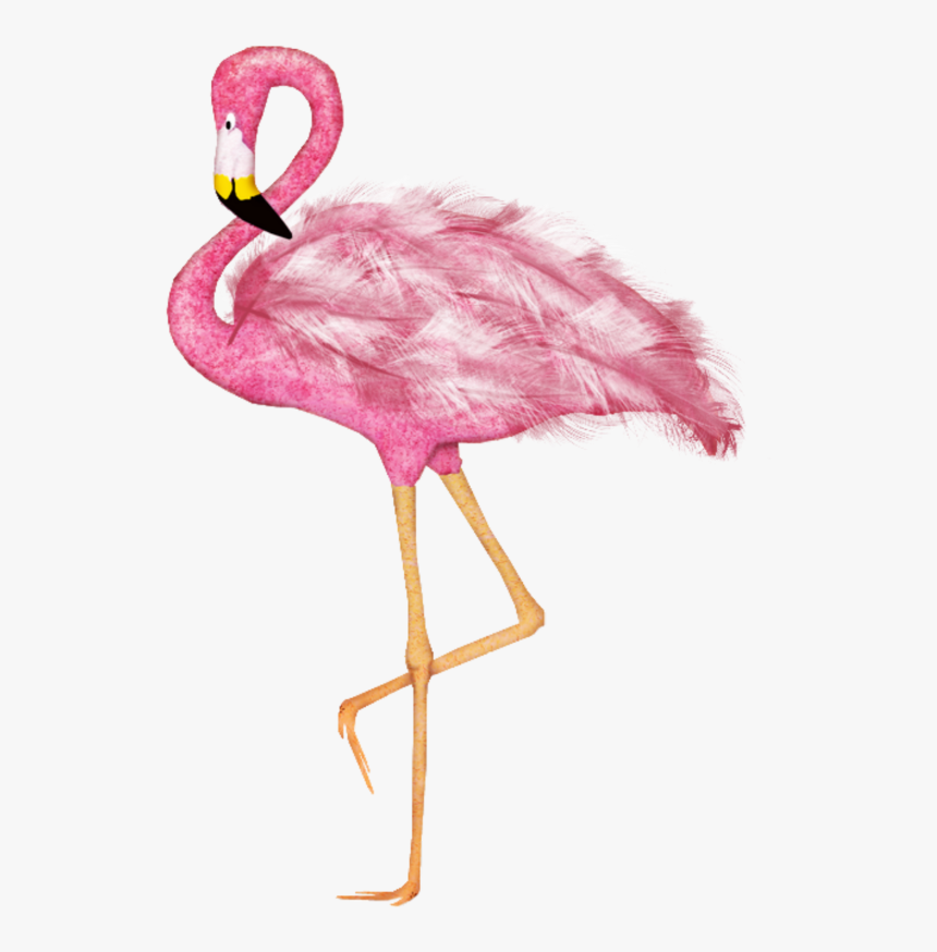 #mq #pink #flamingo #flamingos #bird, HD Png Download, Free Download